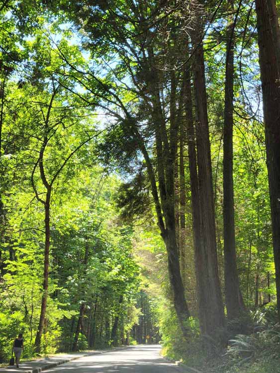 tree-lined street